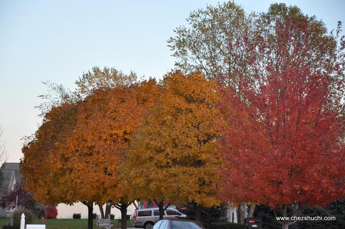 fall colors